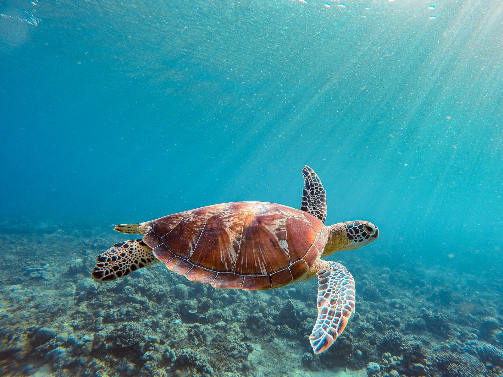 Sea turtle in the clear water of the Gili Islands