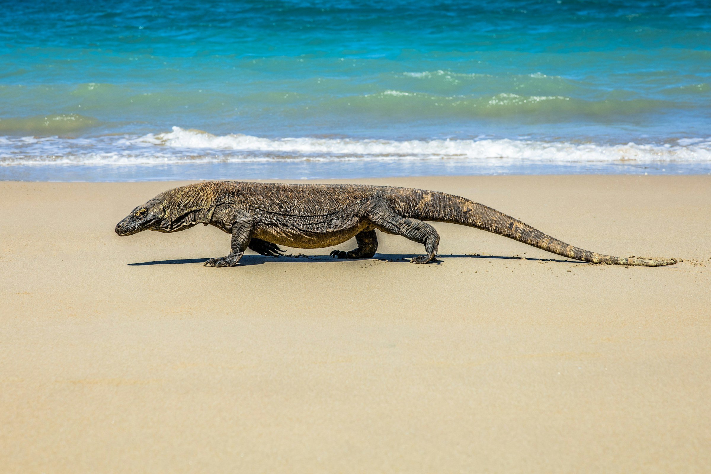 Komodo dragon on the beach