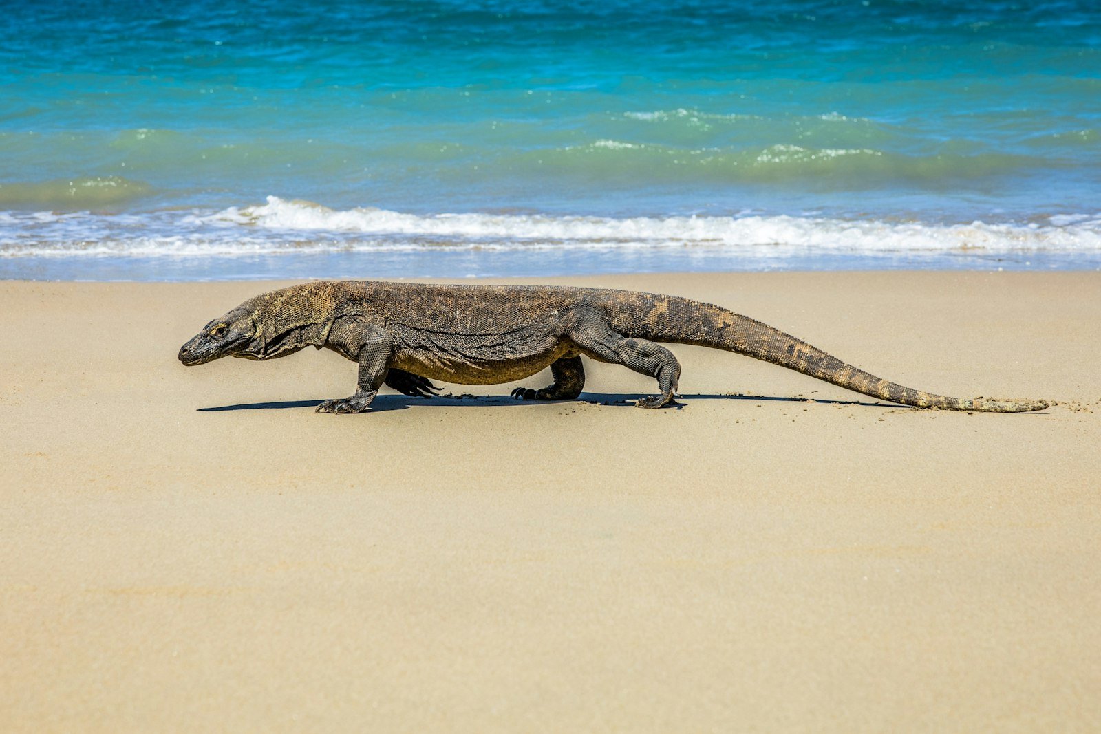 Komodo dragon on the beach