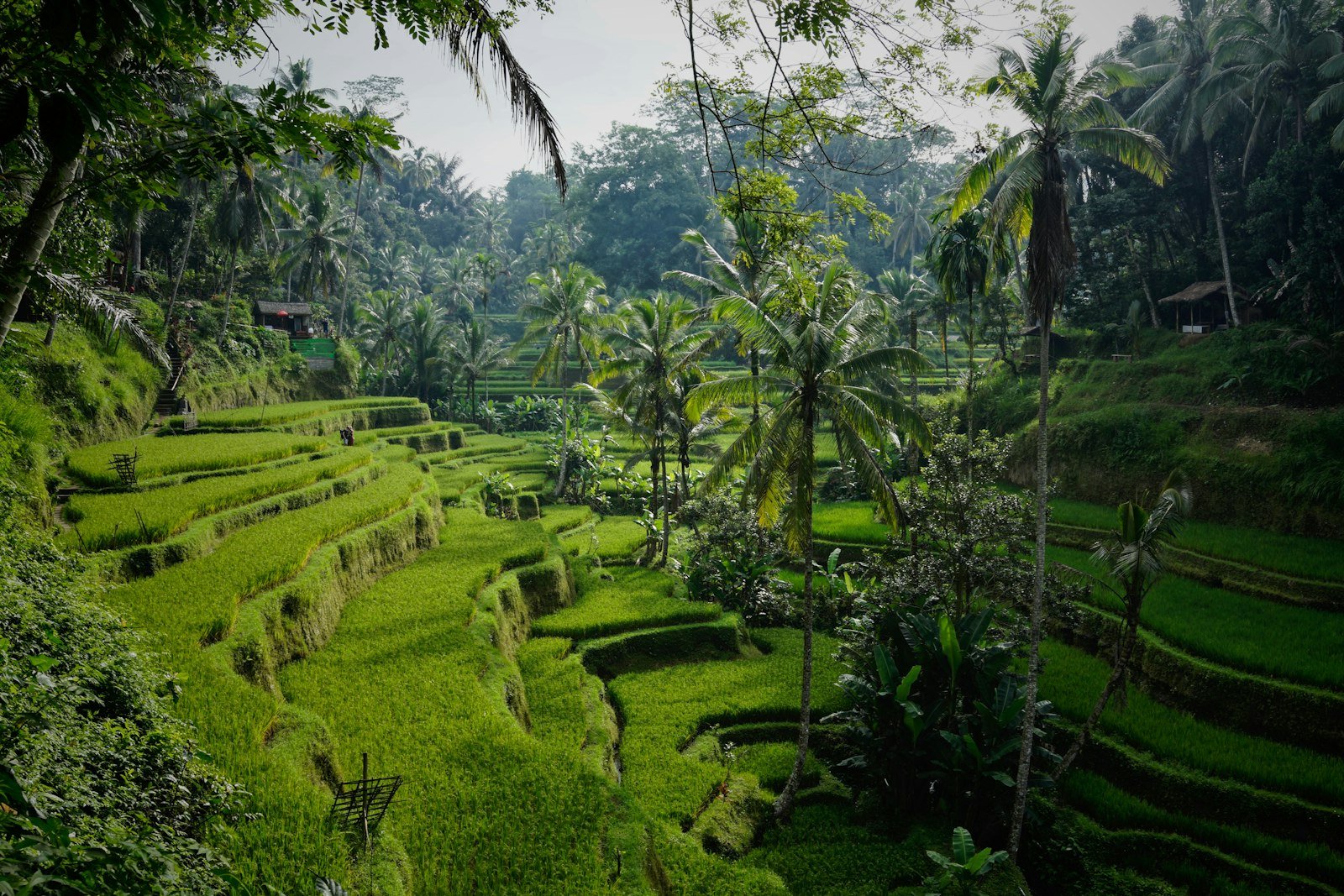 Rice terraces near Ubud, Bali