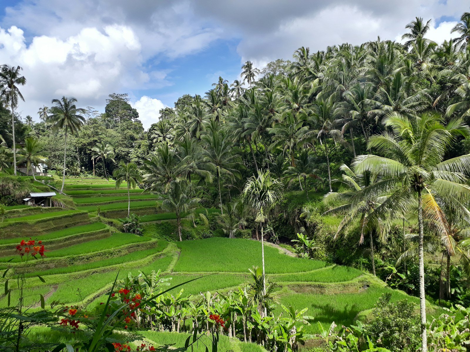 Rice terraces and palm trees, Bali