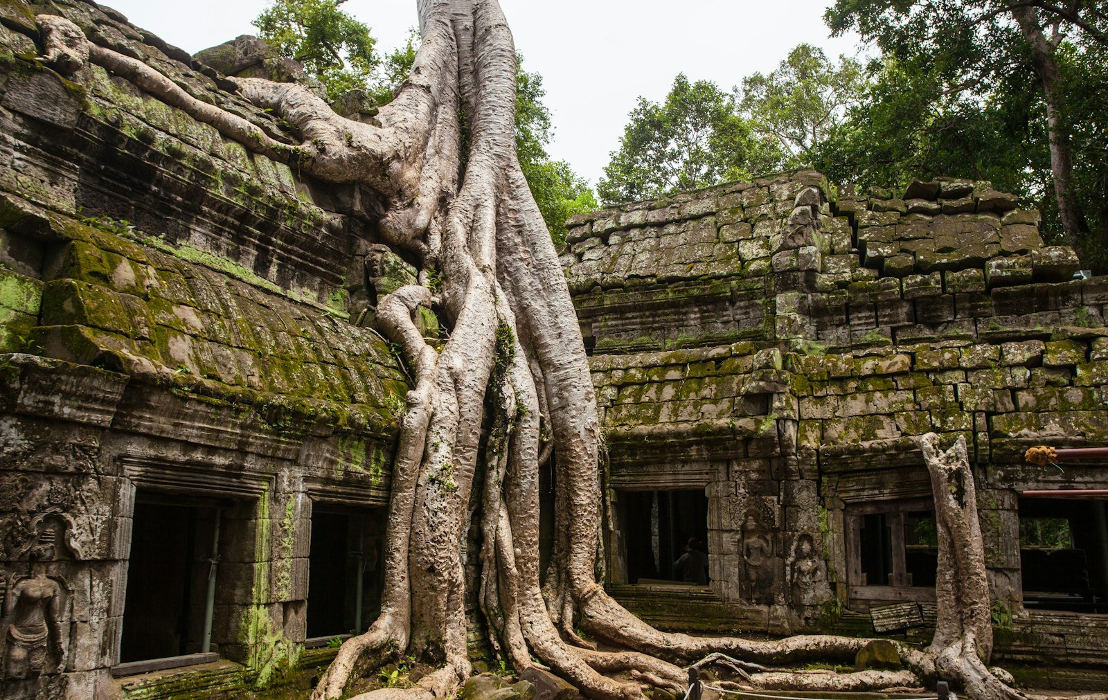 Ta Prohm temple roots, Angkor